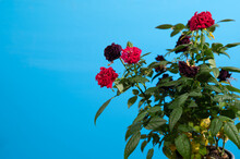 Small Indoor Rose Bush With Several Faded Flowers On Blue Background. Care Of Plants. High Quality Photo