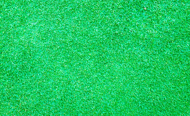 Wall Mural - green lawn nature background