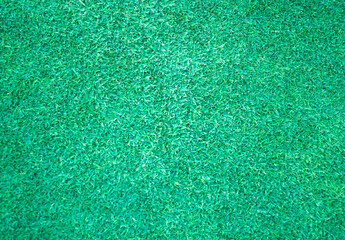 Wall Mural - green lawn nature background