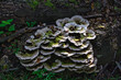 mushrooms on tree
