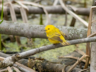 Wall Mural - A yellow warbler perched on a dead tree branch during spring bird migration in northern Ohio. 
