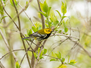Wall Mural - A black-throated green warbler perched in a bush along the Magee Marsh Boardwalk in Ohio during spring bird migration. 