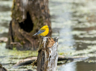 Wall Mural - A prothonotary warbler perched on a dead tree stump in the swamp during spring bird migration 