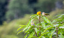 Top Of A Green Tree With Three, Little Birds On It, Isolated On A Blurred Background