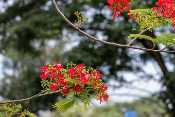 Wall Mural - Selective focus colorful Delonix Regia flower in the sky background.Also called Royal Poinciana, Flamboyant, Flame Tree.