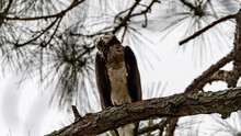 Closeup Shot Of An Osprey Perched On A Tree