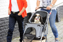 Adorable Dog Sitting On A Pet Stroller And Having A Ride By Its Owners