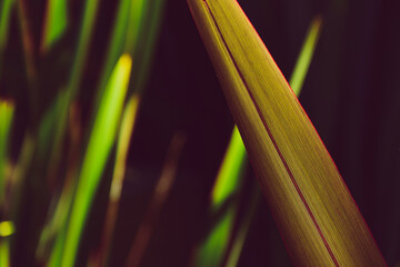 Sticker - Selective focus shot of green leaves - perfect for background