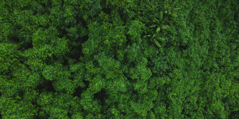 Wall Mural - tropical rainforest landscape, forest scenic with jungle tree in green nature, beautiful wild wood f