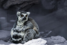 Ring-tailed Lemur With Yellow Eyes, Gray Limbs And Dark Gray Head,  Neck, White Belly. His Face Is White With Dark Triangular Eye Patches And A Black Nose. Tail Are Ringed With  Black And White Bands.