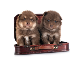 Canvas Print - puppies Finnish Lapphunds in studio