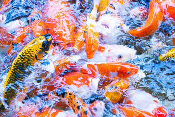 Many koi fish swim on the surface of the water.