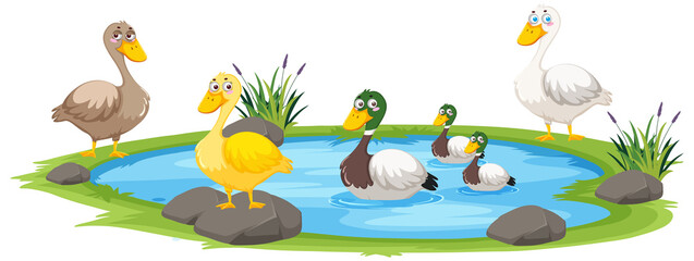 Wall Mural - duck in the pond on white background