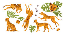 Set Of Different Poses Of Wild Leopard. Jungle Running Animal, Exotic Cat Family Member, African Panthera, Savanna Carnivore Hunter, Tropical Predator Vector Illustration