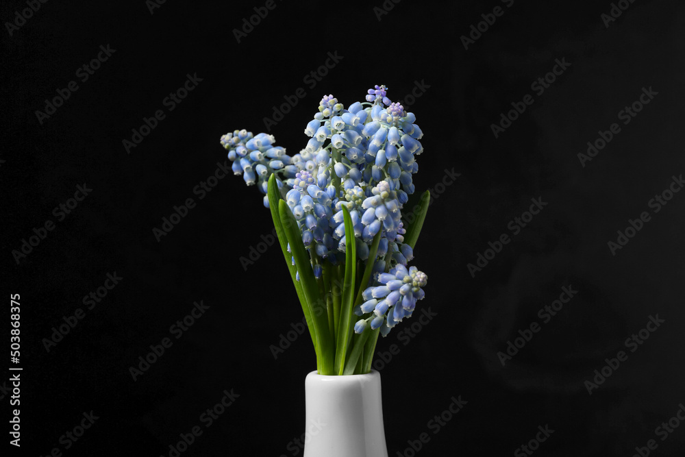Vase with beautiful Muscari flowers on black background, closeup