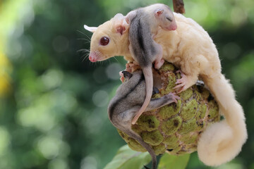 Wall Mural - A mother sugar glider is eating a custard apple fruit while nursing her two babies. This marsupial mammal has the scientific name Petaurus breviceps.