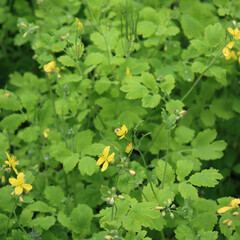 Wall Mural - Close-up of Greater Celandine plant with yellow flowers Chelidonium majus plant. Papaveraceae family