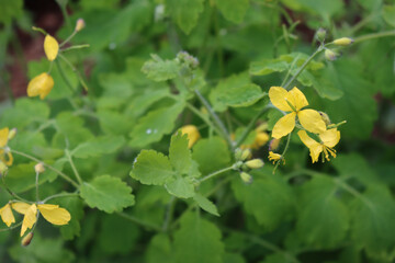 Wall Mural - Close-up of Greater Celandine plant with yellow flowers Chelidonium majus plant. Papaveraceae family