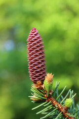 Wall Mural - Close-up of Pine or Spruce tree branches with fresh new cone buds in springtime