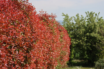 Wall Mural - Photinia hedge with new red leaves on springtime. Photinia x fraseri in the garden 