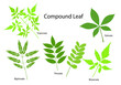 Six different kinds of compound leaf formations. Isolated in white.