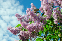 Syringa Or Lilac Bushes Flower In Blossom Against The Blue Sky At Springtime. Beautiful Nature Background,