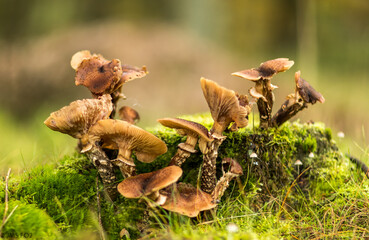 Sticker - Closeup of mushrooms growing on a mossy surface