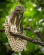 A Jungle Owlet is spreading its wet wings to dry on a tree branch. Taken image in park in Thailand.
