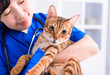 © Tom Wang - female doctor veterinarian is holding a cute  cat on hands at vet clinic and smiling