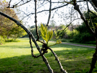 Wall Mural - spring in the park