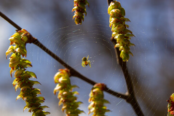 a small spider on a cobweb, on a sprig of hornbeam with a flower. Spring, in the natural environment.