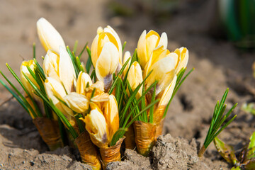 Wall Mural - Crocus and snowdrops spring flowers, first garden flowers at spring