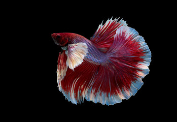 Wall Mural - Blue and red color at swaying on black background ,Siamese fighting fish(Rosetail)(half moon),fighting fish,Betta splendens, clipping path