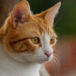 Portrait of young ginger tabby cat, close up with blurred background