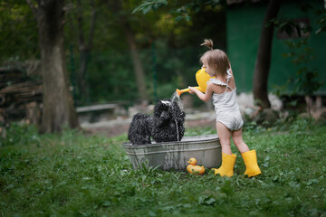 cute toddler girl in yellow rubber boots bathes a dog from a watering can. Black poodle and baby in the backyard in summer