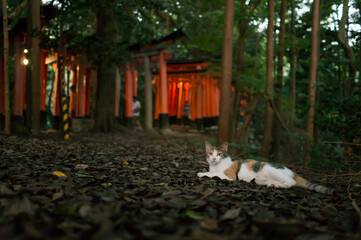 Wild cat living in a Japanese shrine