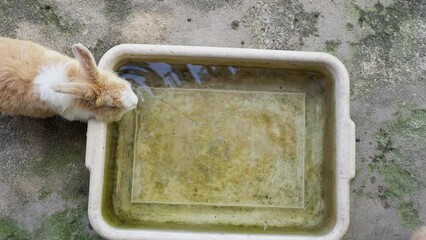 Sticker - Group Of Bunny Drinking Water From White Tray Outdoor.