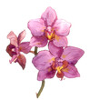 Watercolor nahd painted orchid flower. Botanical illustration