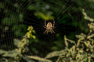 Close-up of a Spider on a web