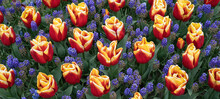 Flower Background - Bed Of Blooming Grape Hyacinths And Tulips