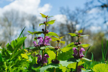 Purple Flowers Of The Plant Lamium In The Meadow