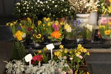 Many Different Beautiful Plants At Outdoor Flower Shop