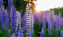 Purple-pink Lupine Flowers On Sunny Meadow, Abstract Natural Green Background. Beautiful Atmosphere Rustic Landscape With Flowers. Summer Season