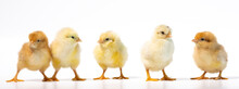 Group Of Five Yellow Chicken On White Background