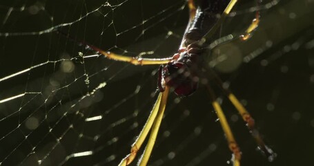 A golden orb-weaver spider in its web at night while adjusting its fangs, macro static shot