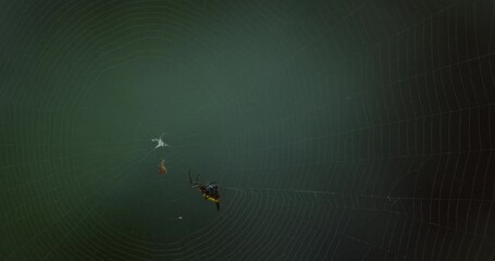 A black and yellow spider spins its web toward the center, than grabs hold of another insect caught in the web, close up static shot