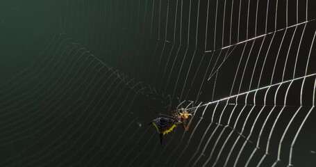 A black and yellow spider spins its web by connecting threads from the outer edge of the web toward the center of the web, close up following shot