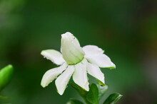 Close-up Of Water Drops On White Gardenia Jasminoides Flower