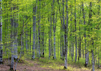 Wall Mural - Landscape in a green beech forest