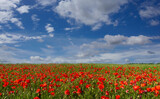 Fototapeta Maki - Red poppies in the green meadow with two thirds of blue sky with white clouds. Ideal for banners, greeting cards and wallpaper